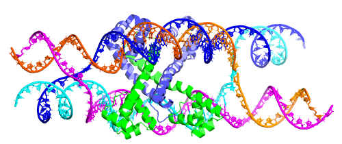 Example of a designed Holliday junction.